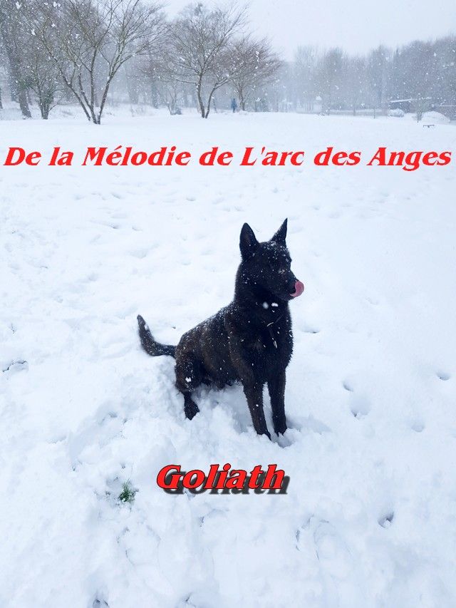 Goliath des Crocs de l'Olympe