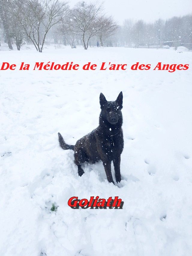 Goliath des Crocs de l'Olympe