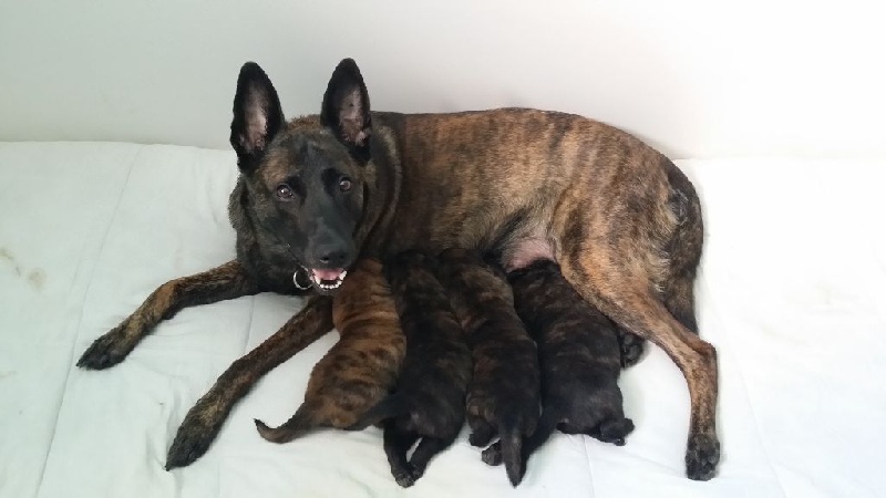 Nos chiots 
