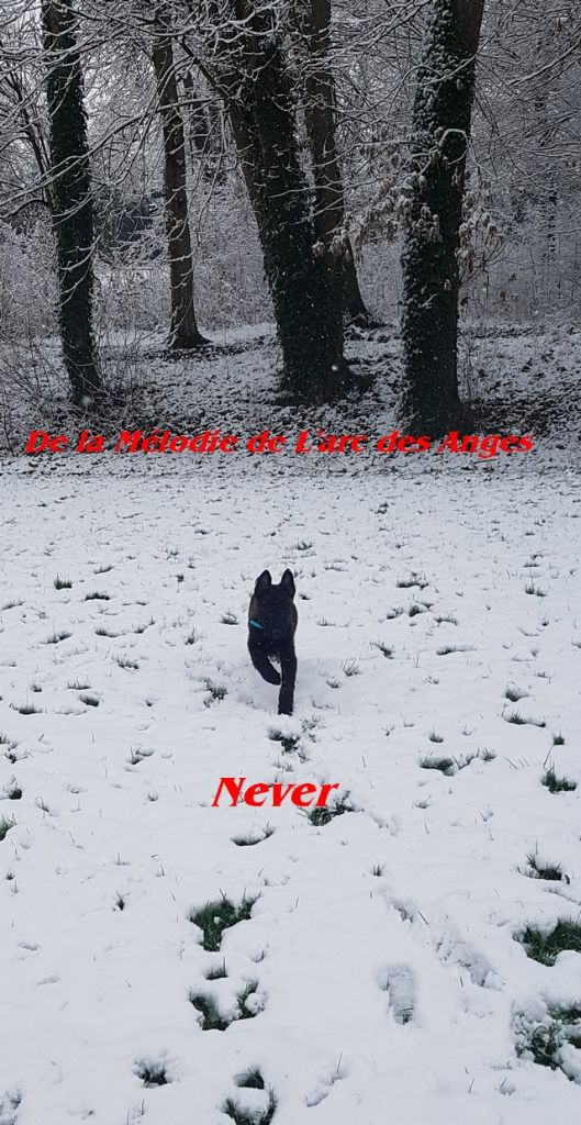 Nos chiots sous la neige